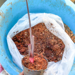 Колоказия VIOLET MUTATIONS CUP