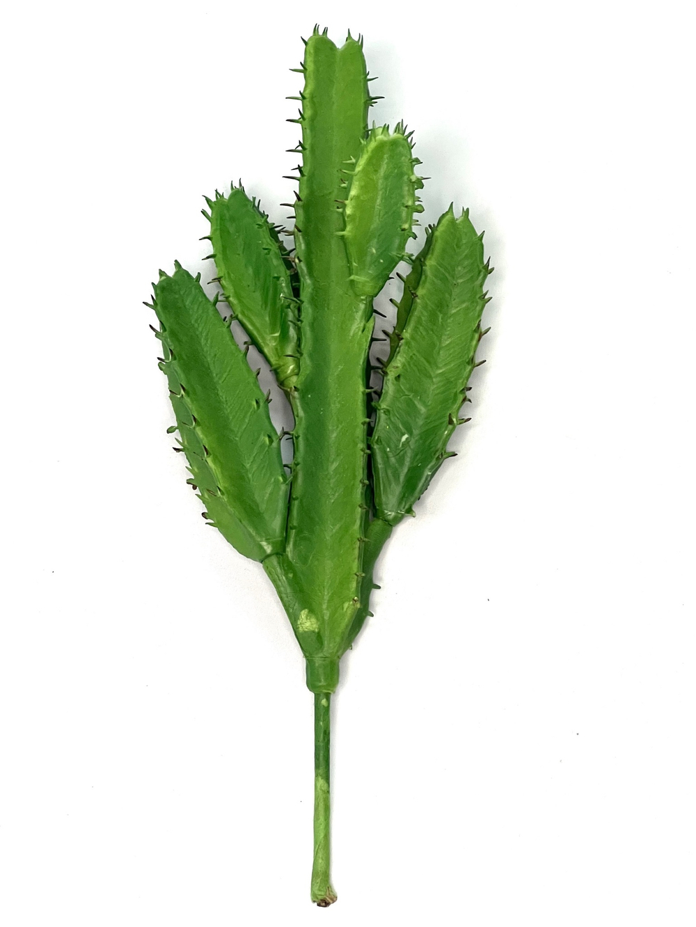 Суккулент 120