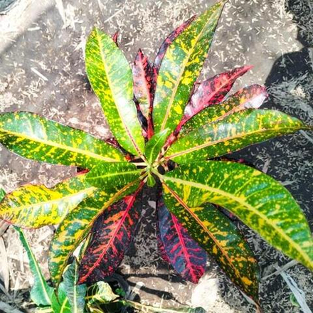 Кротон PELANGI