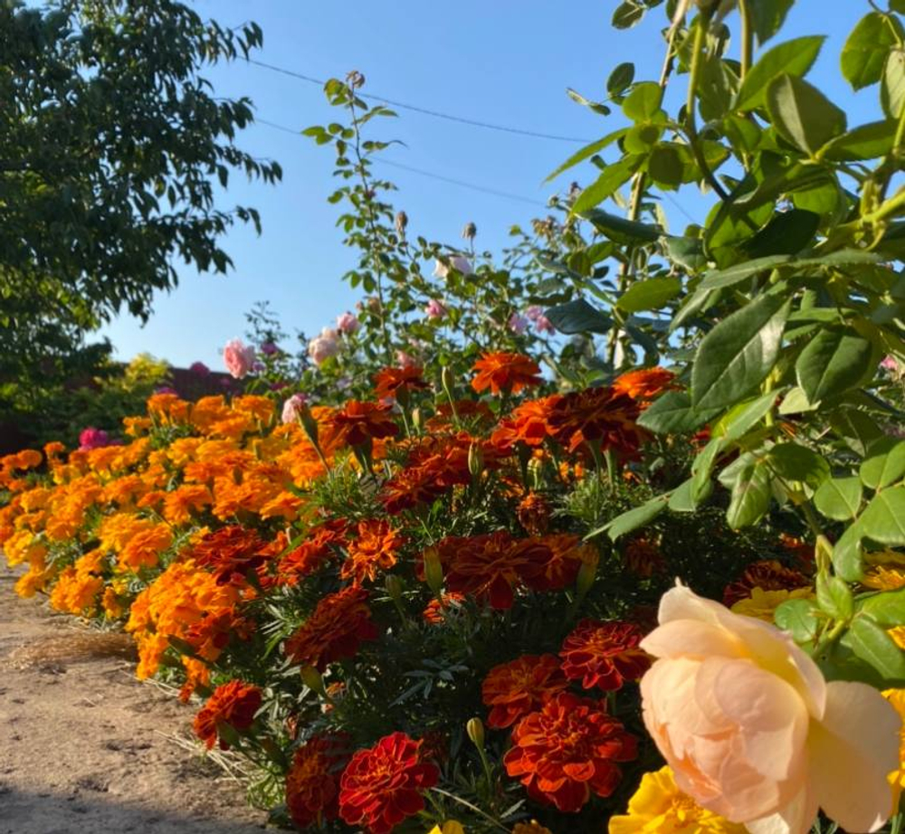 Бархатцы сортовые, большой пакет семян