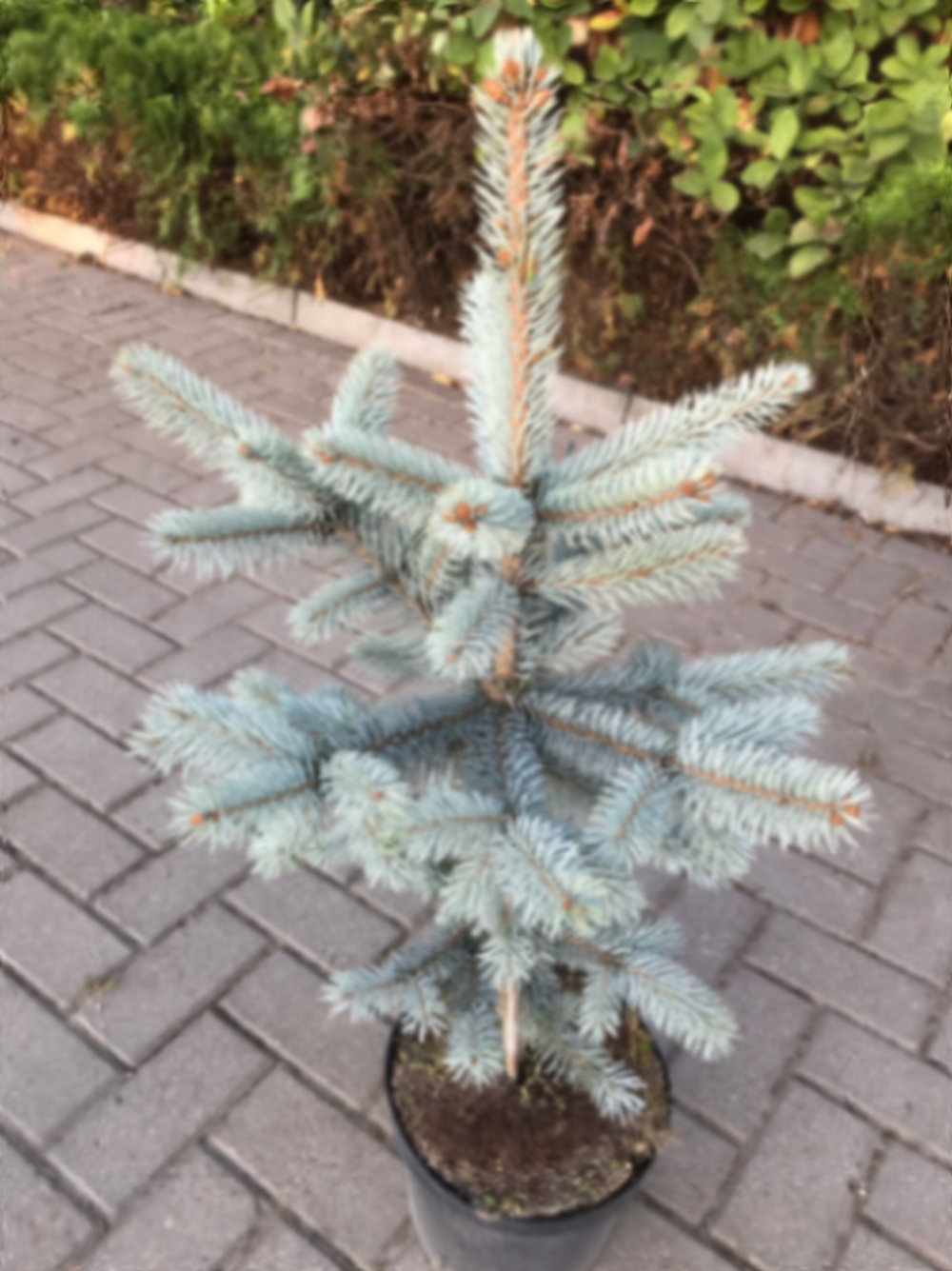 Ель колючая Хупси 30-50 см Закупка М49 весна 2026