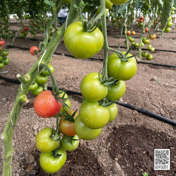 Хибачи F1 семена томата индетерминантного (Rijk Zwaan / Райк Цваан) культура – фото 9