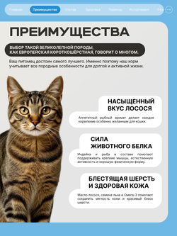 Корм сухой для взрослых кошек породы Европейская короткошёрстная, с лососем, 5 кг, QUATTRO