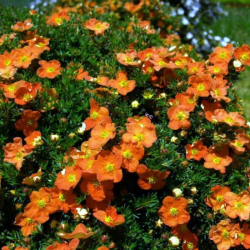 Лапчатка кустарниковая Tangerine цветущая
