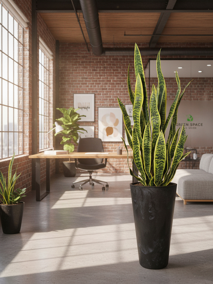 Сансевиерия в высоком черном кашпо