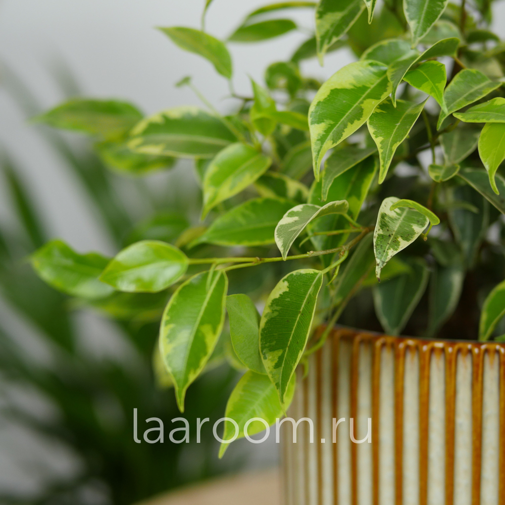 Фикус бенжамина Кинки 12/30