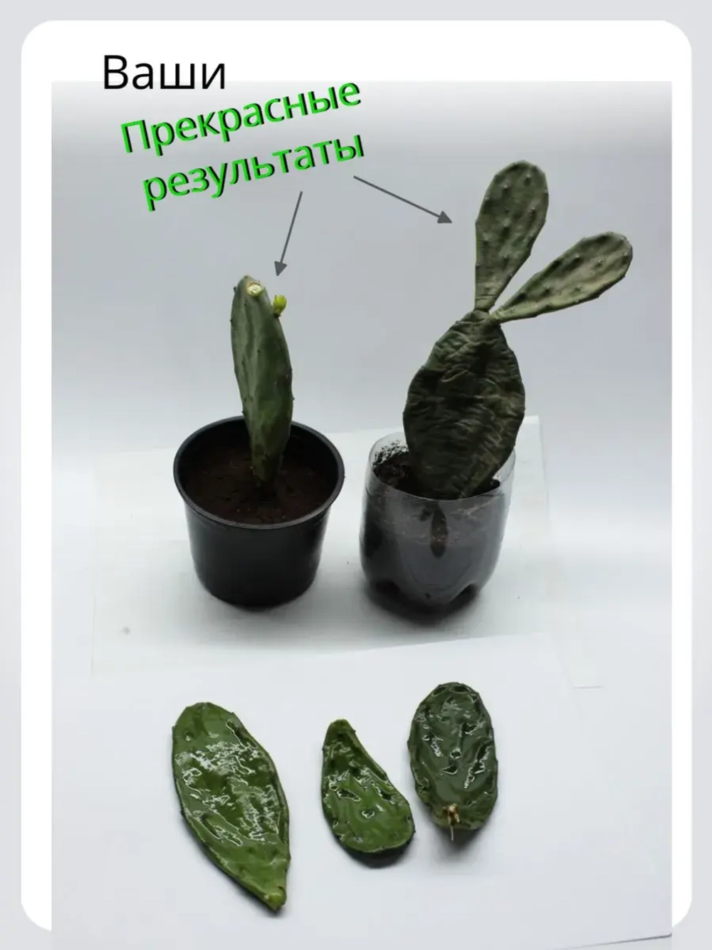 Кактус опунция набор черенков для укоренения