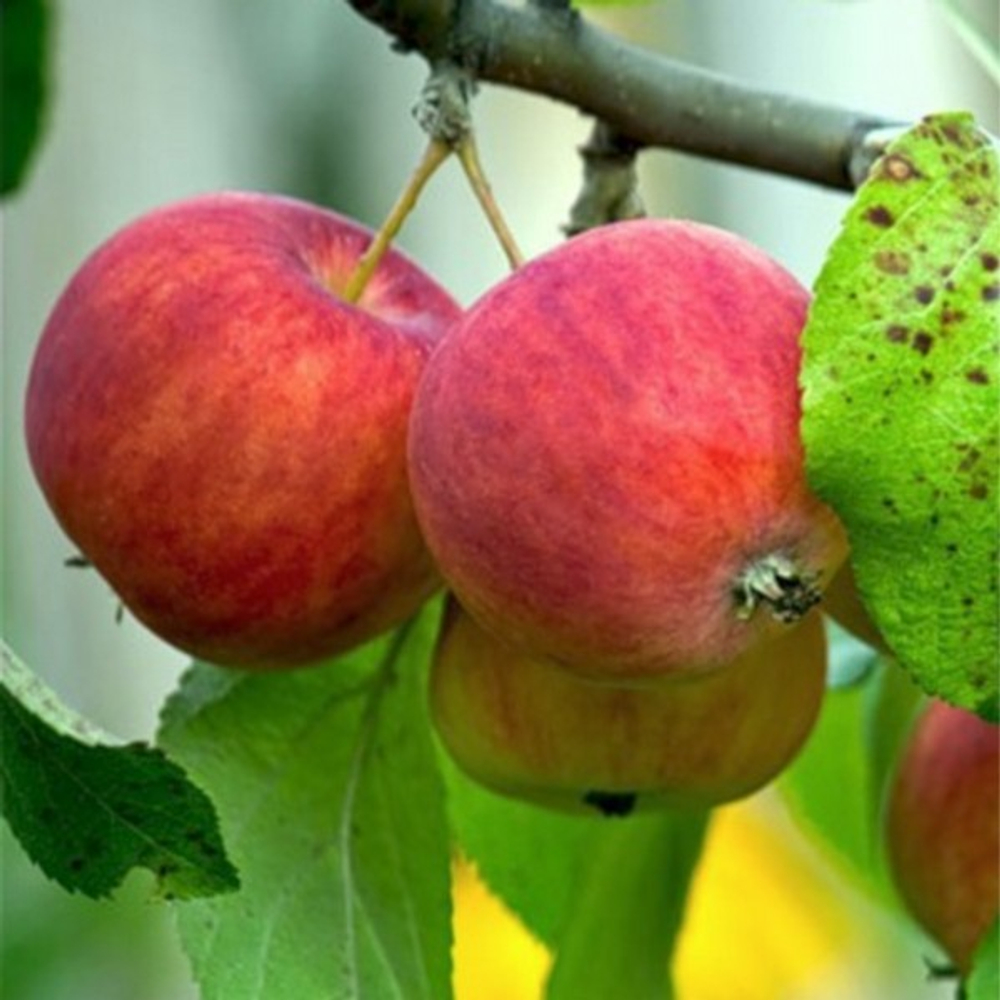 Яблоня летняя Ранетка Райские яблочки (2-летняя) п/карл.подвой ЗКС