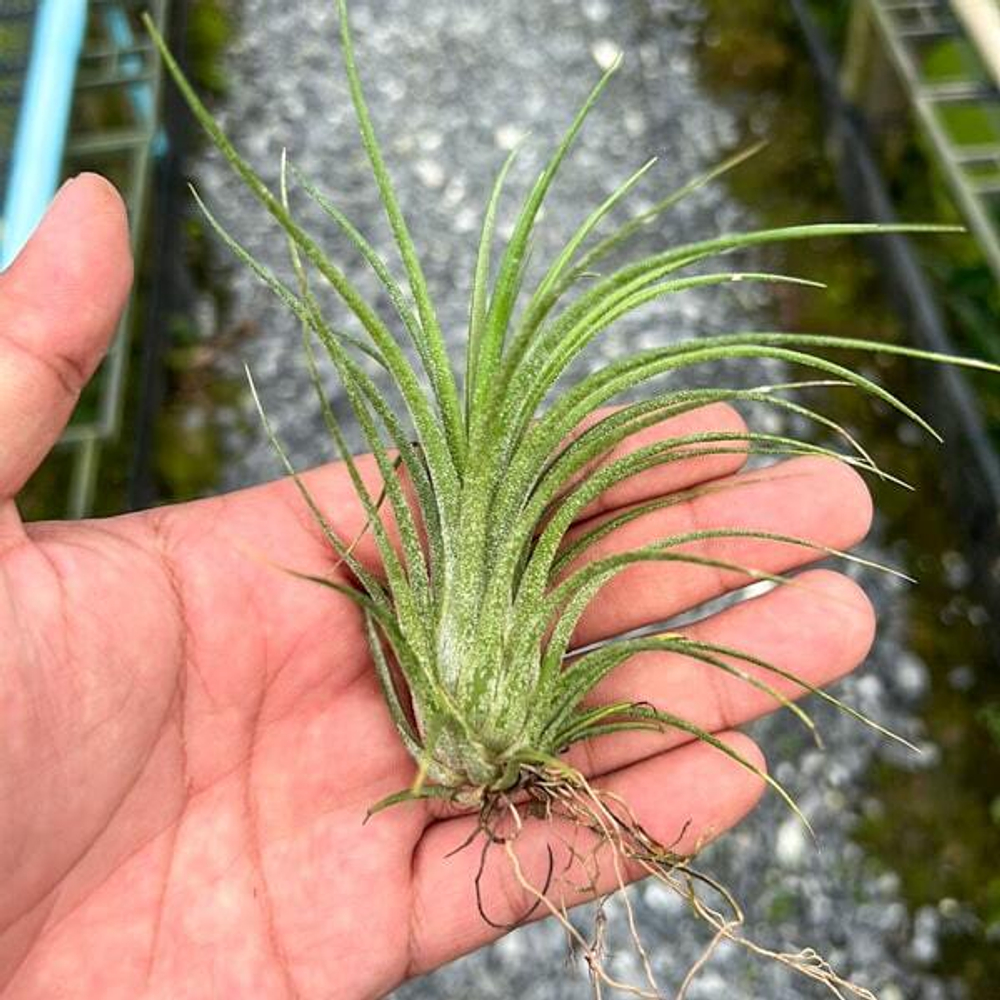Тилландсия ionantha x pruinosa
