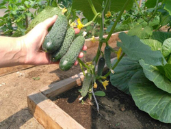 Огурец Уран F1 (50шт) Витагрин Профи