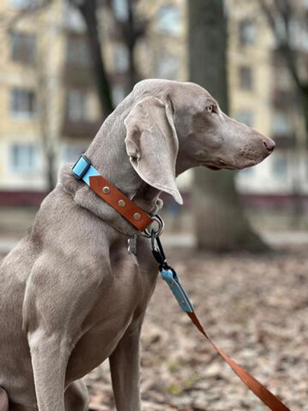 Ошейник для крупных собак из биотана , фастекс кобра металлический, 25 мм, 40-55 см , коричневый, голубой