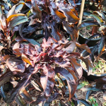 Кордилина MA PHAYOT DAM