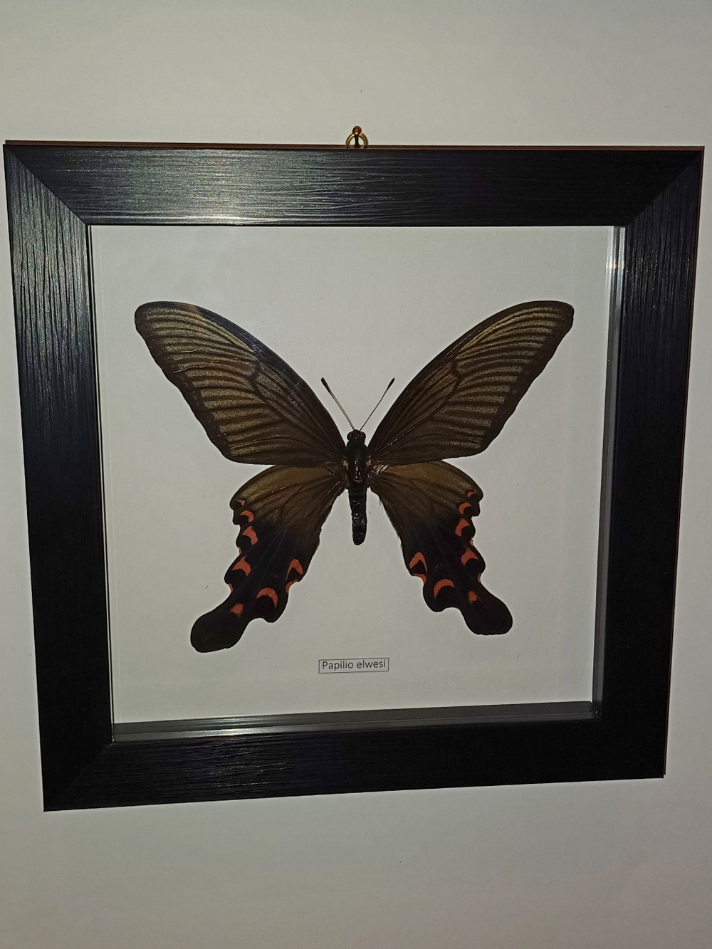 Бабочка Papilio elwesi в рамке
