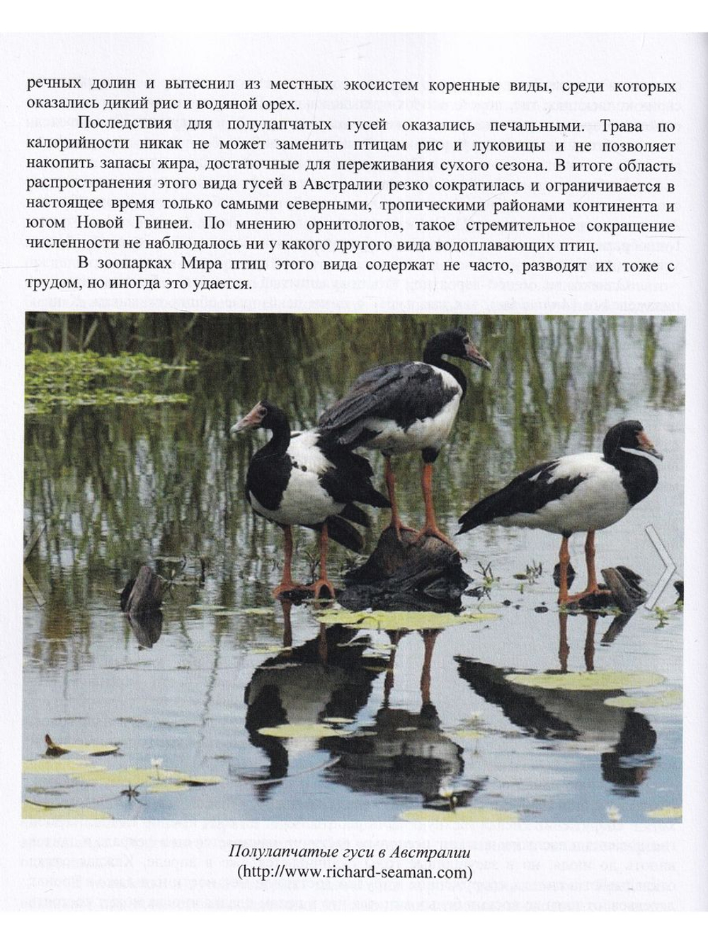 Водоплавающие птицы в природе, зоопарках и на фермах