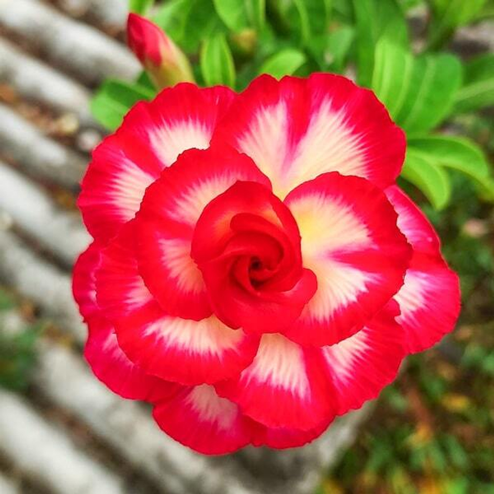 Адениум обесум CHOK SEDTHEE