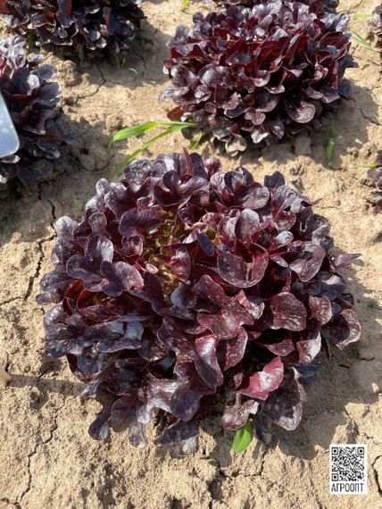 Ксем семена салата листового (Rijk Zwaan / Райк Цваан) в поле – фото 5