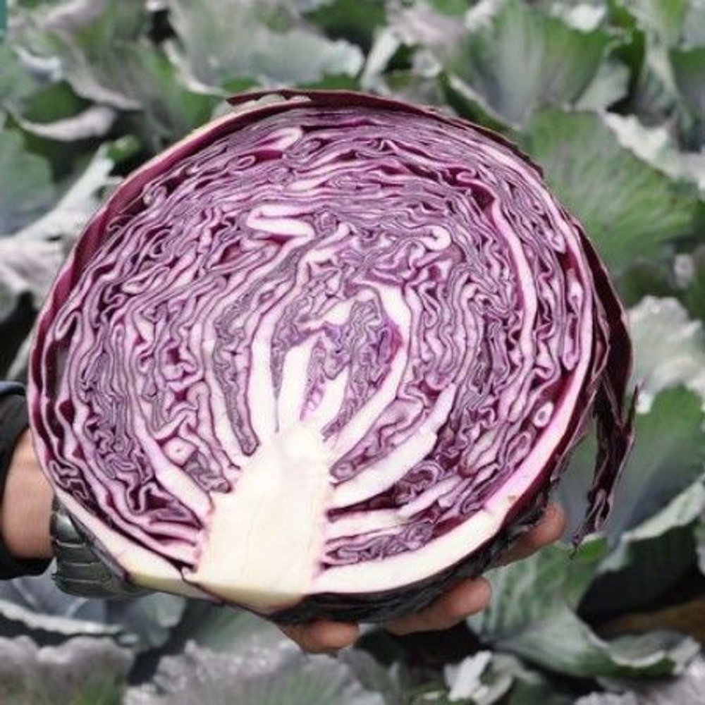 Рексома F1 семена капусты краснокочанной (Rijk Zwaan / Райк Цваан)