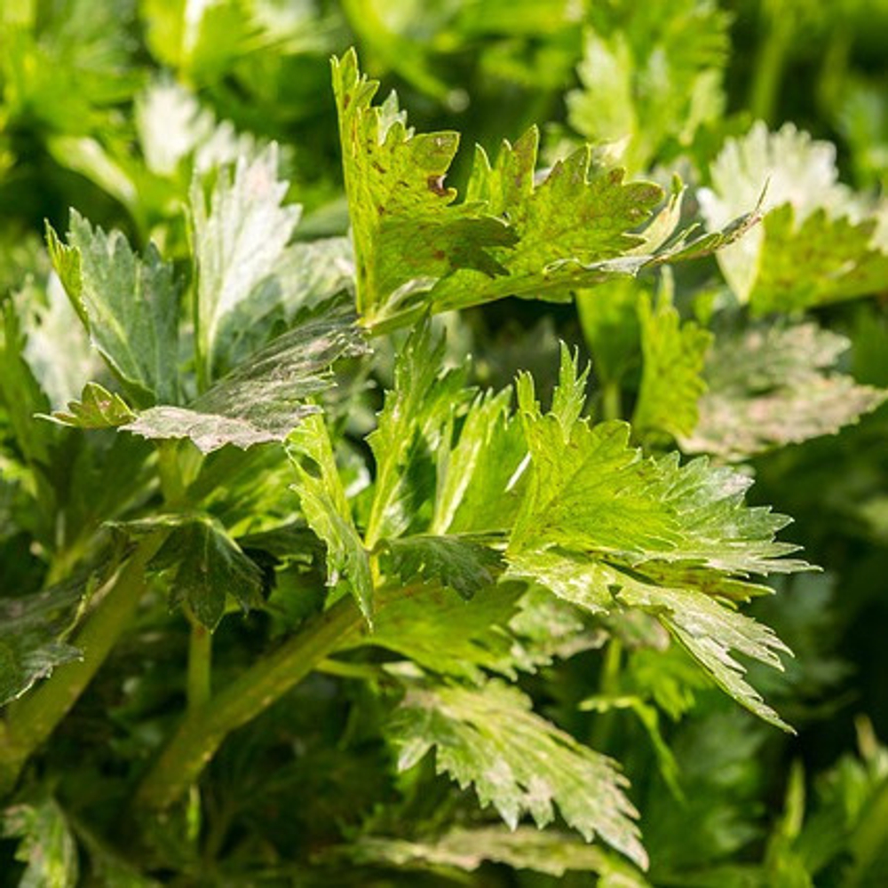 Сельдерей листовой Бодрость