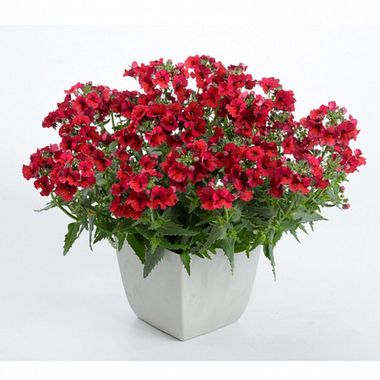 2653 Немезия LYRIC DEEP RED
