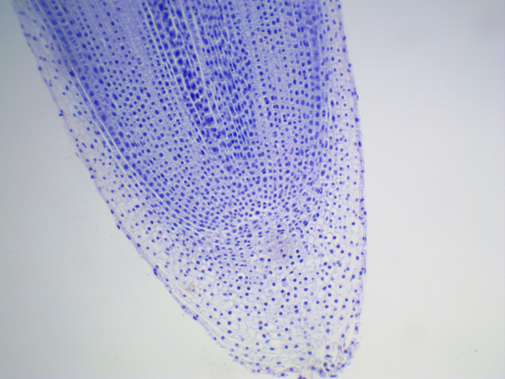 Видеоокуляр ToupCam UCMOS05100KPA
