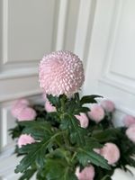 Хризантема одноголовая в розовом оттенке