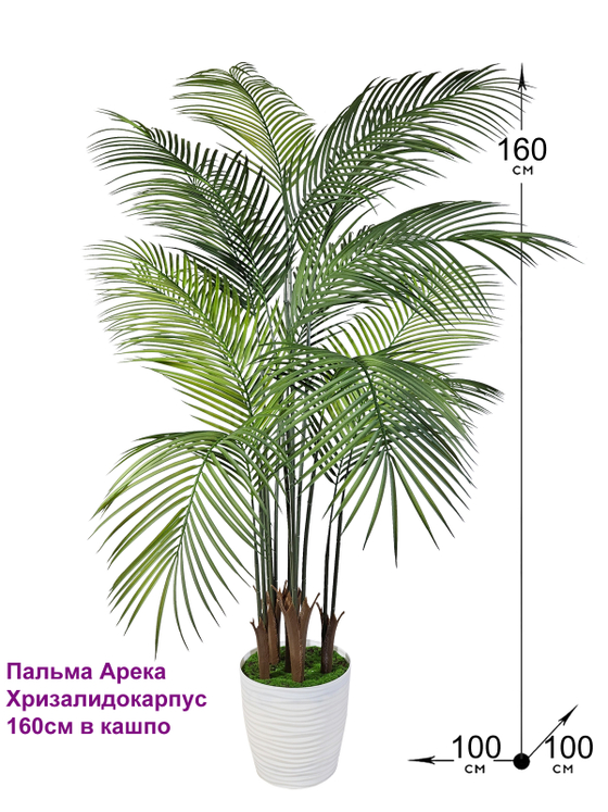 Пальма Арека Хризалидокарпус 160см в кашпо