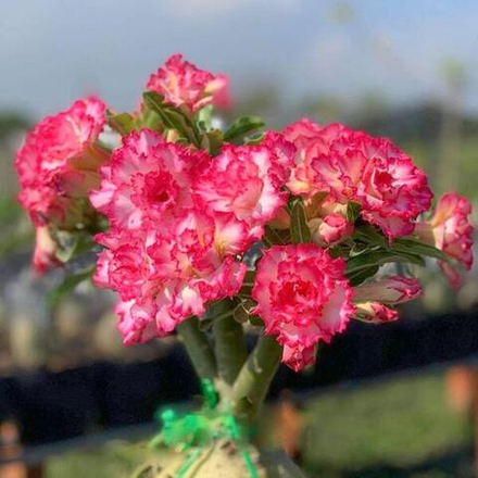 Адениум THIEN HUONG