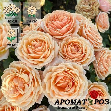 Йорс Ин Континент Френдшип (Yours In Continued Friendship)