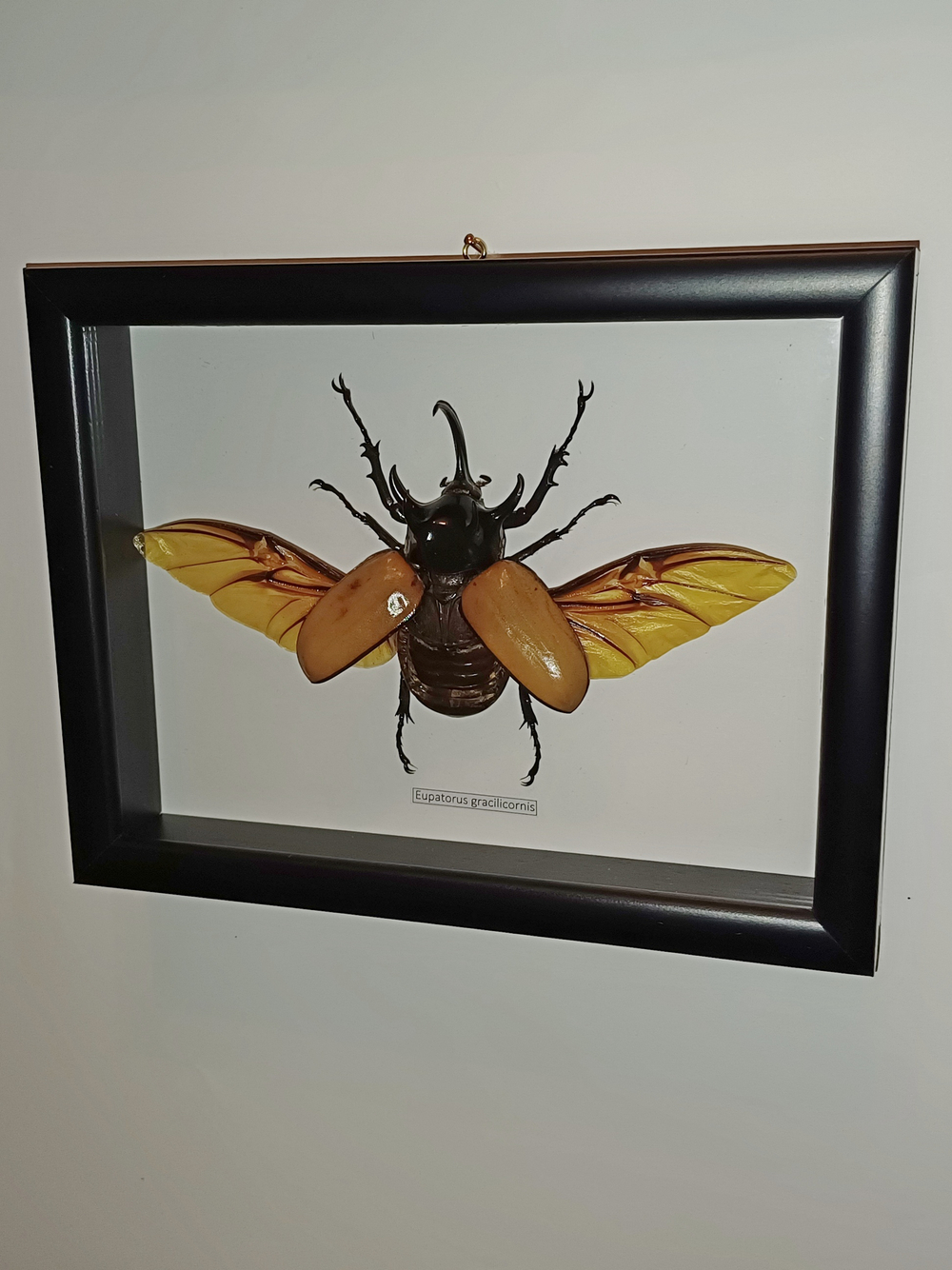 Жук Eupatorus gracillicornis в рамке