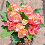 Эуфорбия Миля SIAM PINK