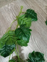 Лиана монстера 36 листьев, 1,8 м.