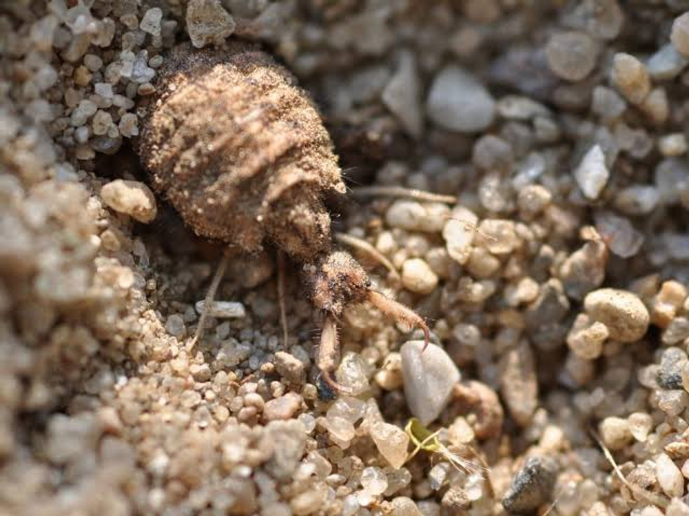 Муравьиный лев (Myrmeleon formicarius)