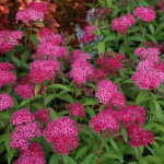 Спирея японская Криспа C5 40-60