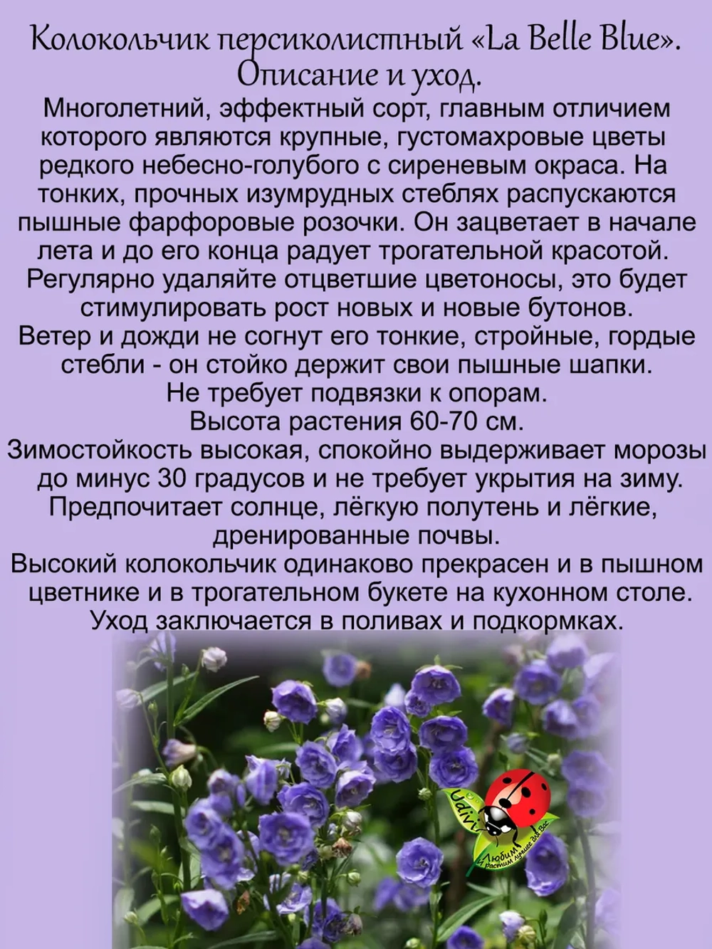 Колокольчик Ла Белле Блю персиколистный многолетний