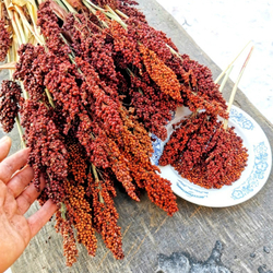 Ба-Е-Цы Северное Зерновое Сорго - Ba-Ye-Qi Sorghum