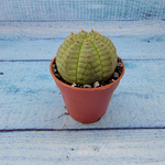 Euphoria Obesa (Эуфорбия)