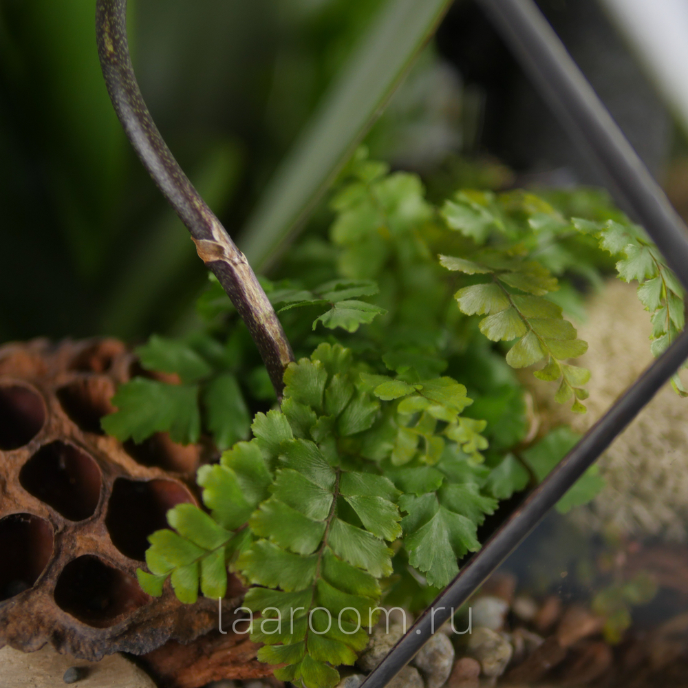 Флорариум с орхидеей и водопадом Будда Фаберже