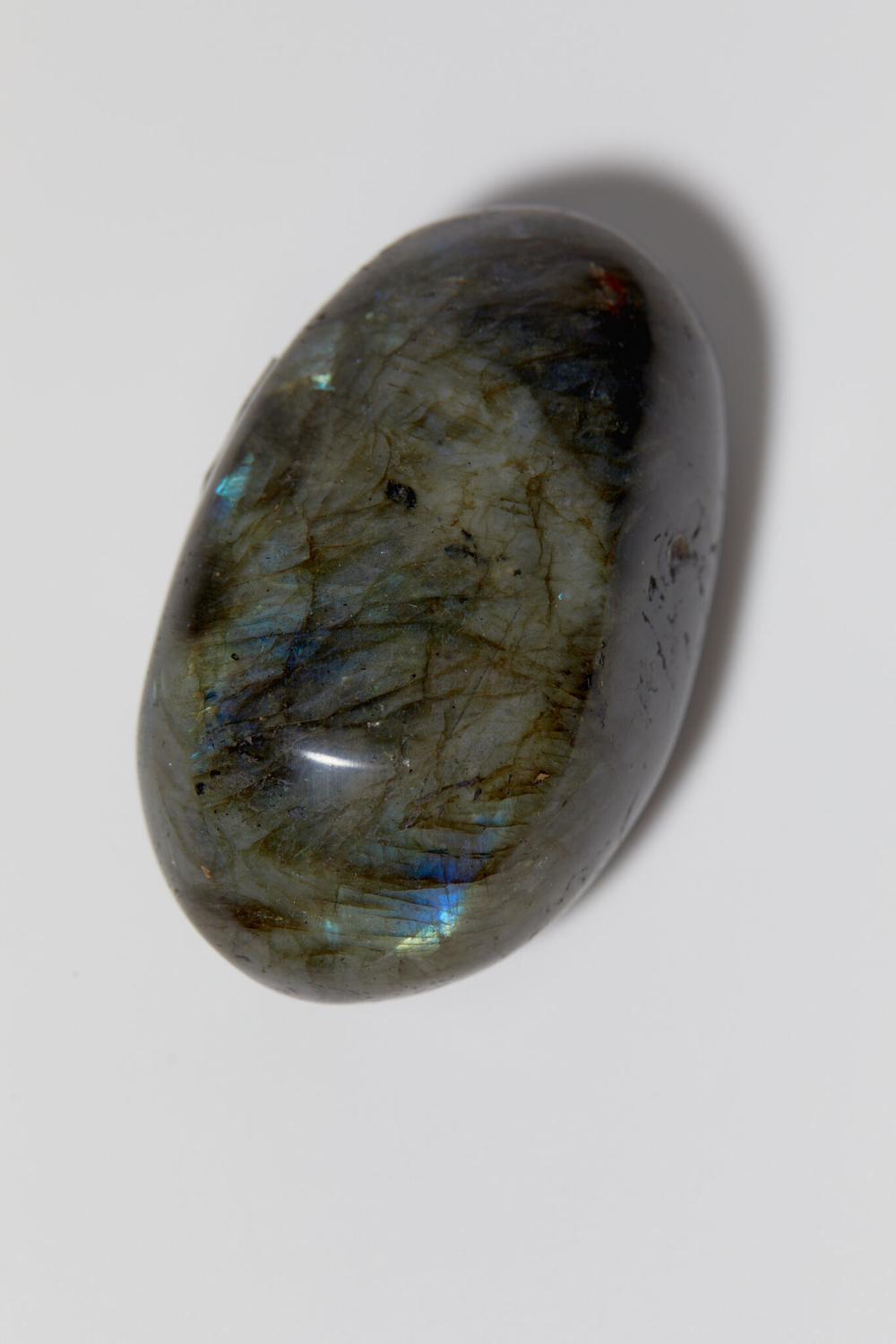 Лабрадор палмстоун M