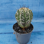 Astrophytum Myriostigma cv. Fukuryu (Астрофитум)