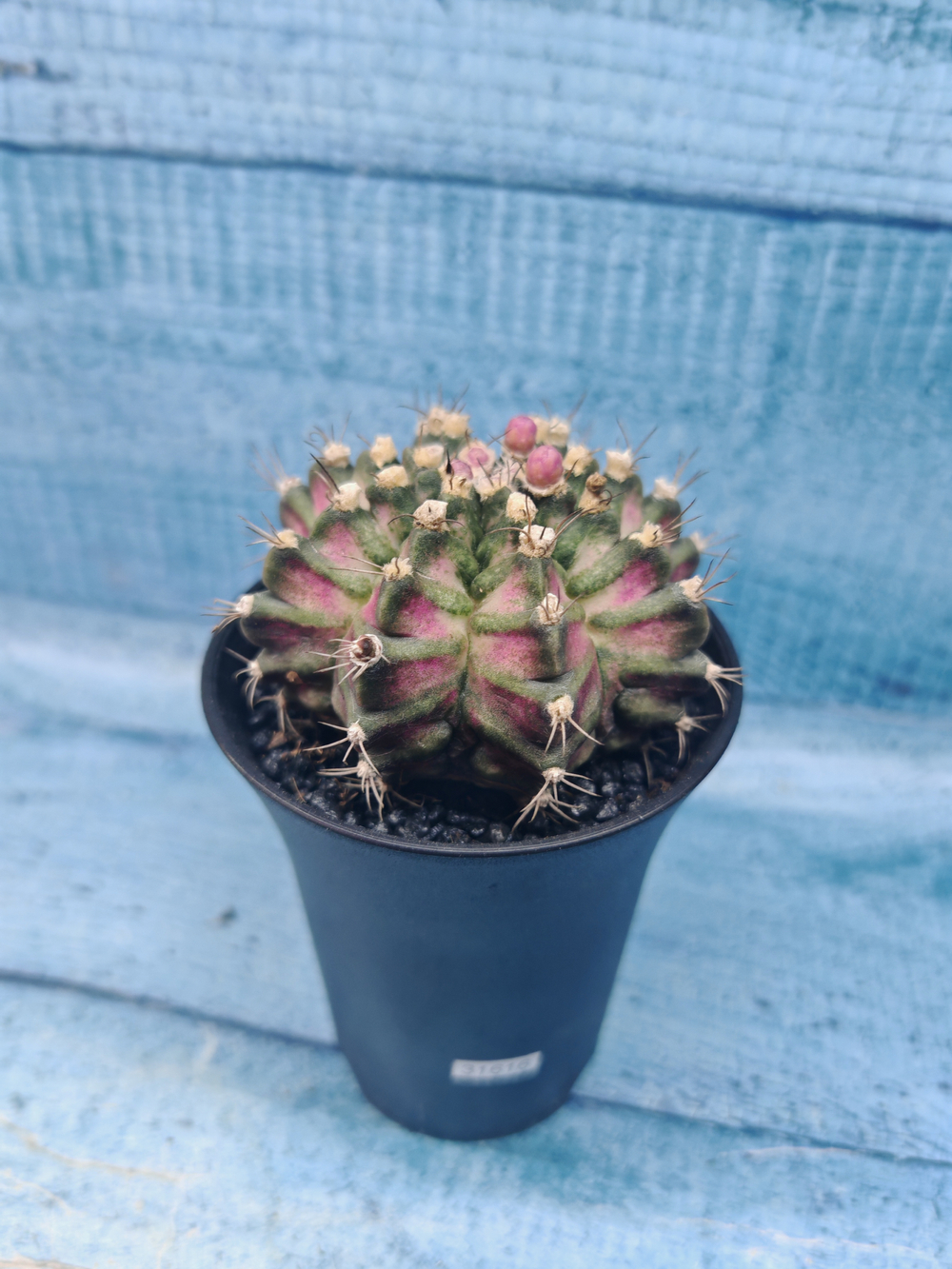 Gymnocalycium T-Rex Pink hybrid (Гимнокалициум T-rex)