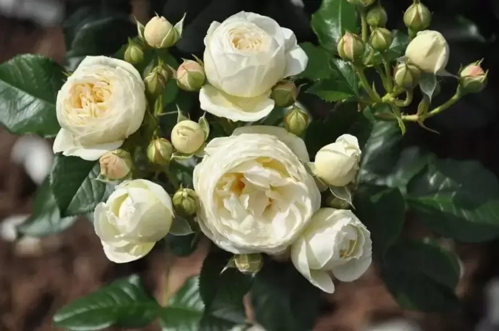 Роза Артемис штамб 90 см Закупка М21 весна 2026