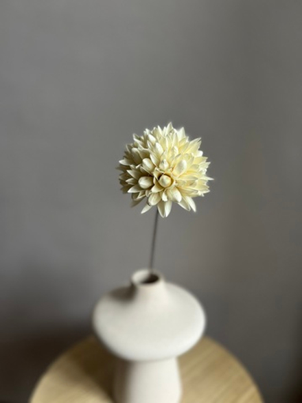 Декоративный цветок Лантана Камара