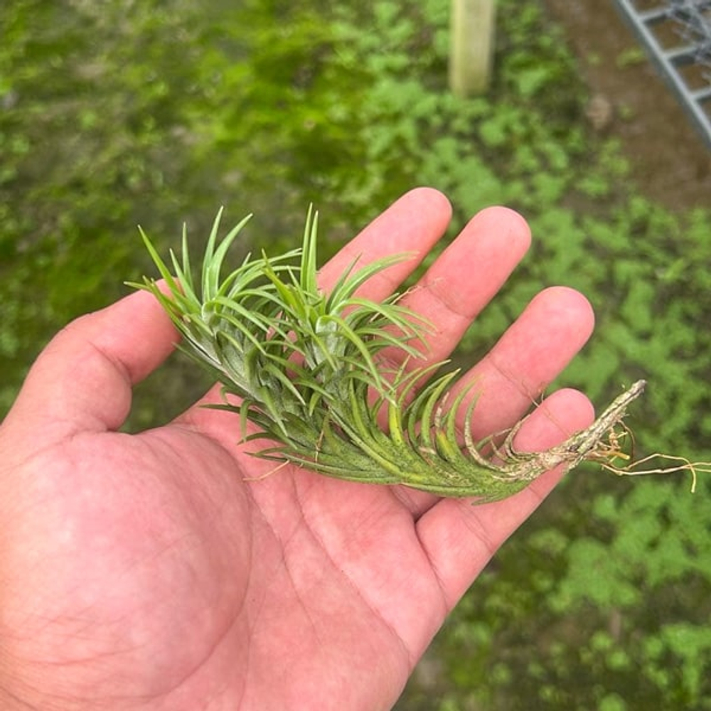 Тилландсия araujei