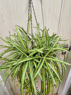 Искусственное растение Хлорофитум в подвесном темном кашпо