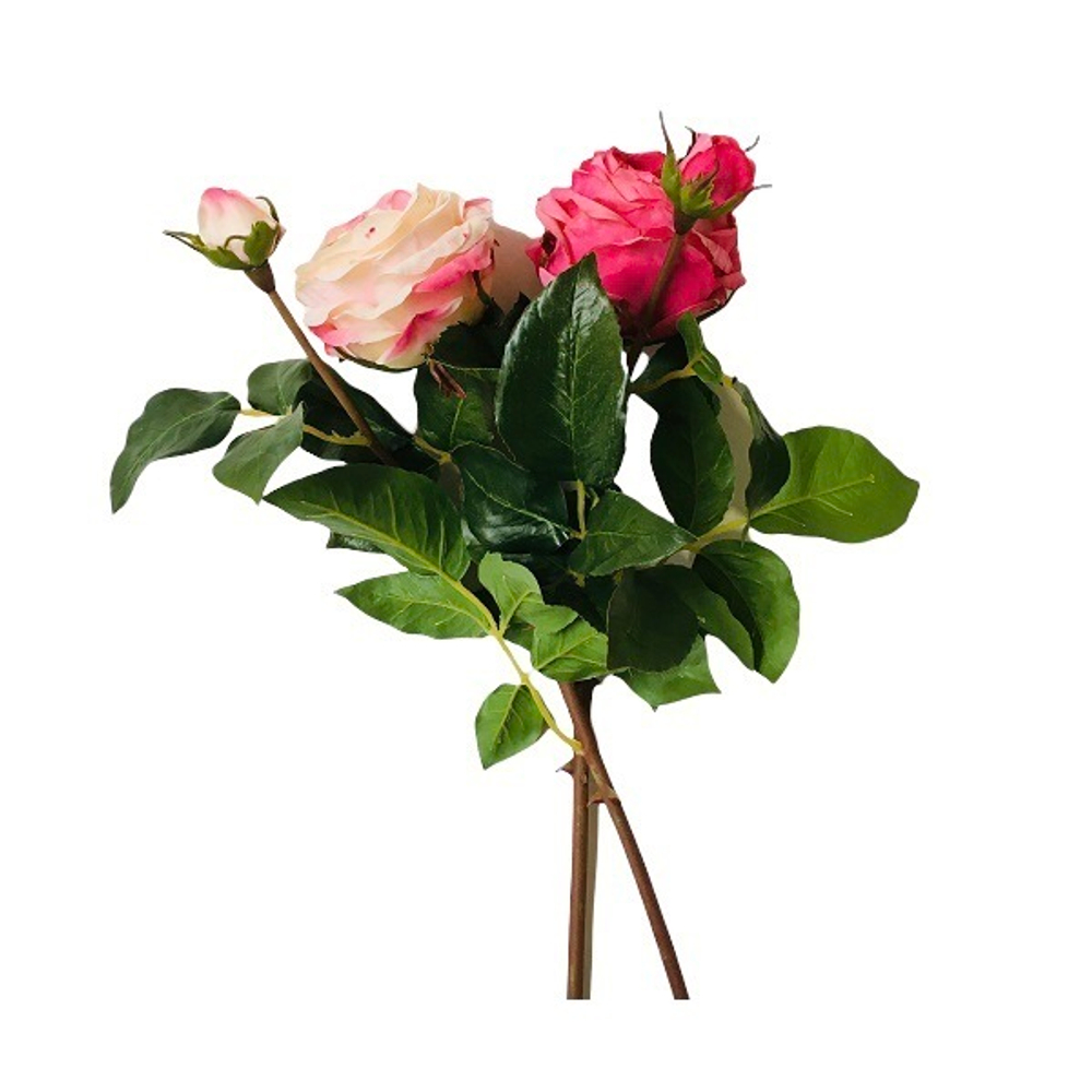 Роза Ронсар