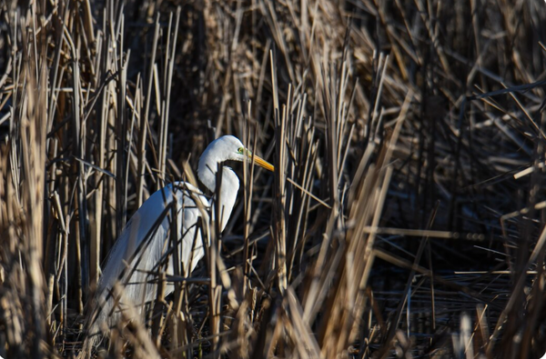 Выбор чучел для гусиной охоты: секреты успешной приманки Выбор чучел для гусиной охоты: секреты успешной приманки