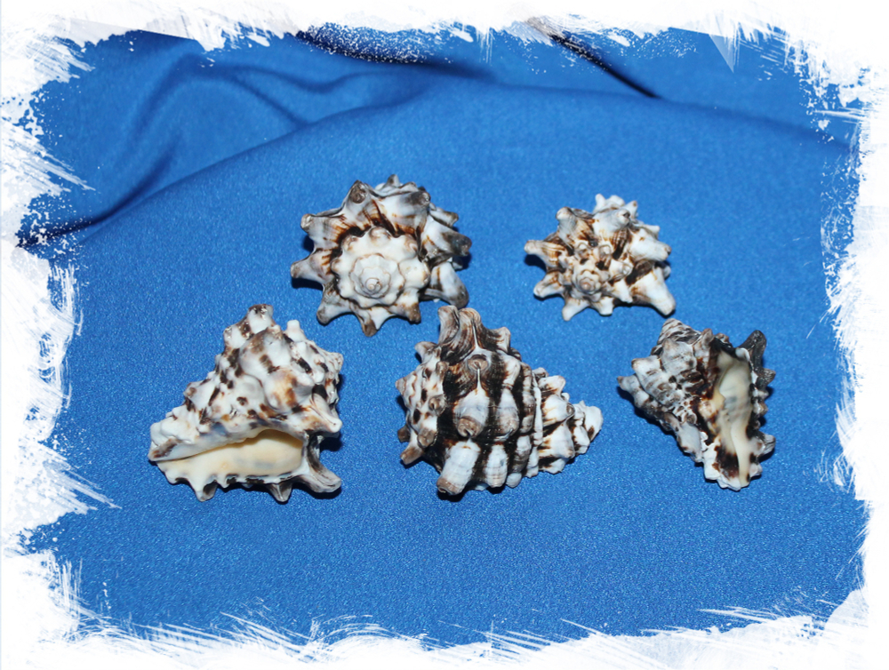 Вазум Керамикум, 4-6см, 100гр, 3шт