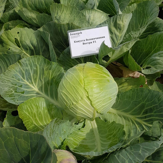 ВЕСТРИ F1 семена капусты белокочанной (Seminis | Alexagro) – фото 2