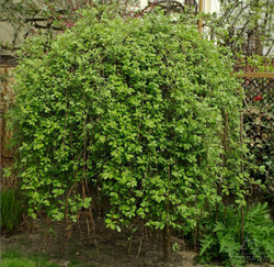 Ива (Salix) caprea Kilmarnock