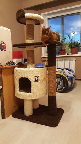 Дом для кота Д-2